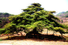 안동 김삿갓 소나무 보호사업 추진