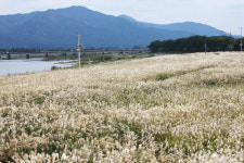 서천둔치 억새단지 은빛 물결 넘실