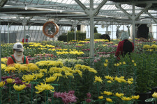 29일 상주향청서 국화전시회 개최