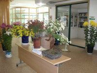 풍기읍 주민자치센터 국화 전시회