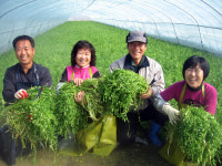 경산 친환경 육동미나리 첫 출하