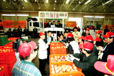 안동농산물도매시장 사과 거래량 증가