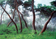 소나무가 있는 평화로운 풍경