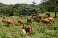 순수혈통 전국 최고 한우 육성