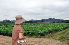 삼한시대 연꽃 구경오세요