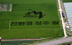 성주군, 유색벼 이용 친환경 성주 쌀 홍보