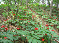 현대판 심마니 세계 최대 산삼랜드 만든다