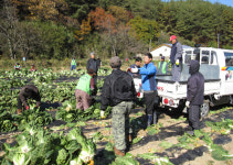 직접 가꾼 배추로 이웃사랑 실천