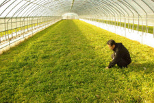 용각산미나리 쑥쑥