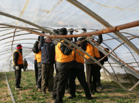 폭설로 무너진 비닐하우스 복구 구슬땀