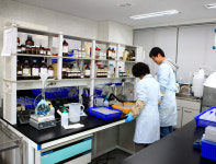 영양, 토종 고추 명맥 잇는다