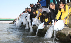 포항시 연어의 꿈 커가는 형산강