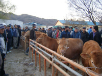 구미 선산가축시장 재개장