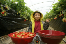 “달콤한 상주 딸기 마음껏 맛보세요”
