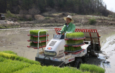 상주 첫 모내기 풍년농사 기원합니다
