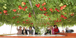 울진 엑스포공원 토마토 숲 보러오세요