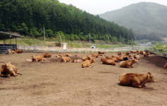 경북도 축산기술연구소, 한우 개량사업 다시 활기