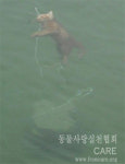 포항 방어리 방파제 ’새끼 고양이 익사 사건’ 파문