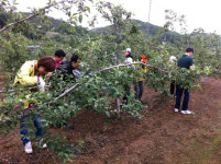 경북도의회사무처, 과수농가 일손돕기 실시
