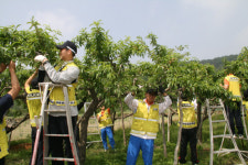 영천署, 1사1촌 자매마을서 일손돕기 봉사