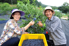 친환경 블루베리 생큐 베리