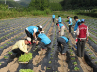 경주 서면사무소 직원들, 배추심기 봉사 구슬땀