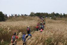 경주 무장봉 황금빛 억새 장관