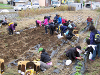 포항 동해면 금광리농장, 야콘 수확행사