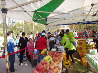 영주 탑프루트 영주사과 맛보세요
