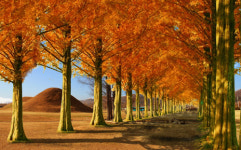 경주,알천북로 일부구간 메타세쿼이아 수목길 조성