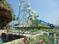 포항 청림동, 포항공항 도로변 초가집 새단장