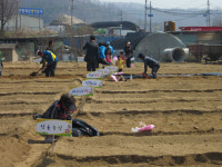 안동농협, 흙내음 느끼며 텃밭 가꿔요 주말농장 개장