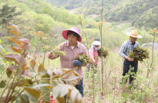 경산 참가죽 순으로 봄철 입맛 찾아요