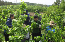 군위 우박피해농가 농촌 일손돕기 실시