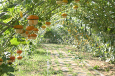 의성 구천면 인근 수변공원에 넝쿨터널 조성