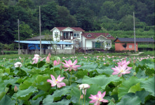 구미 해평 연꽃문화축제