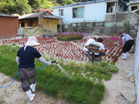 포항 용흥동, 감사나눔 꽃동산 조성·관리