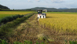 구미시 올해 첫 벼베기