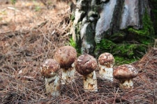 송이 원산지 세탁 주의보