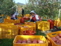 포항 죽장 탑프루트 사과 수확 착착