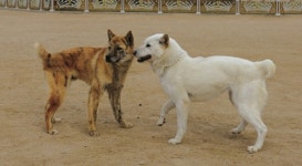 경주개 ‘동경이’ 천연기념물 지정