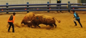 화악산·강양·박치기 소싸움 왕중왕