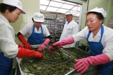 영덕,  청정자연 로하스 고사리로 부농 꿈