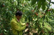 경주 체리의 달콤한 유혹