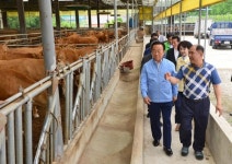 김관용 도지사, 한우산업 해법 찾기 위해 현장으로