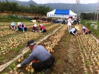 영주 장수면사무소, 양파재배 농가 일손돕기