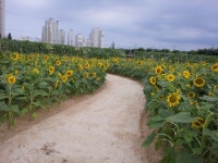 상도동 뱃머리마을에 해바라기가 활짝