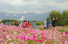 대구 달서구청, 가족과 함께 금호강변 코스모스 물결 속으로