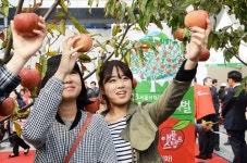 서울시민과 함께하는 청송사과축제 성황