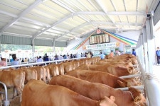 의성마늘목장 마늘소 명품브랜드 인증